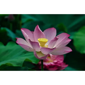 Fresh Lotus Flower